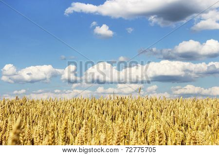 Rye Field