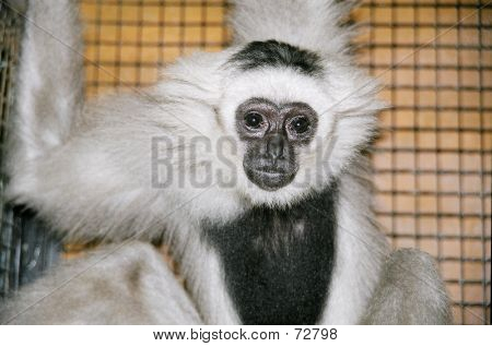 Gibbon