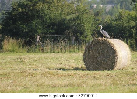 Gray Heron On Hay Bale
