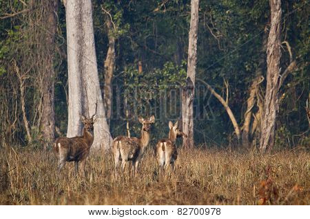 Group Of Swamp Deer In Nepal