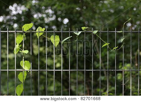 Calystegia Sepium Tendril