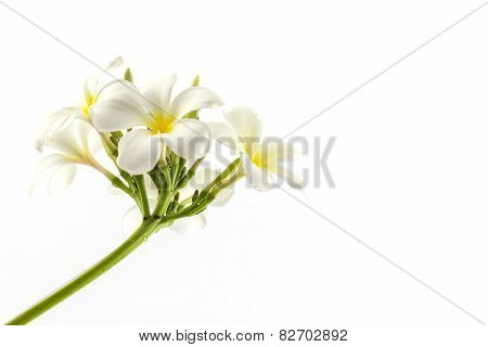 Plumeria Or Frangipani Blossom.