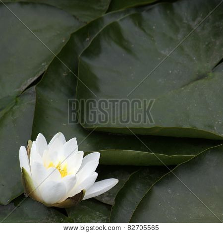 Waterlily Blossom