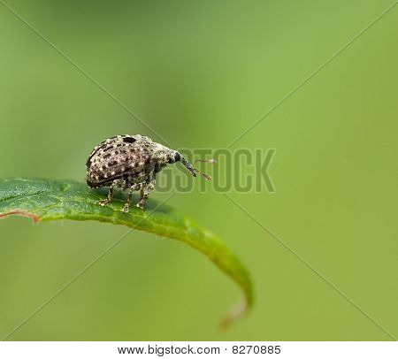 ด้วง Cionus hortulanus