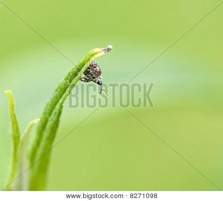 Cionus hortulanus ด้วง