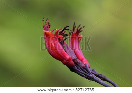 New Zealand Flax Blossom