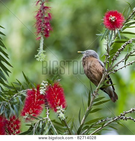 Chestnut-tailed Starling In Bardia, Nepal
