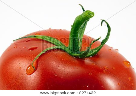 토마토를 닫습니다.