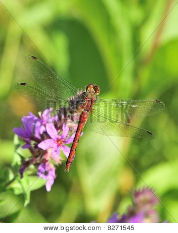 Yakut Meadowhawk