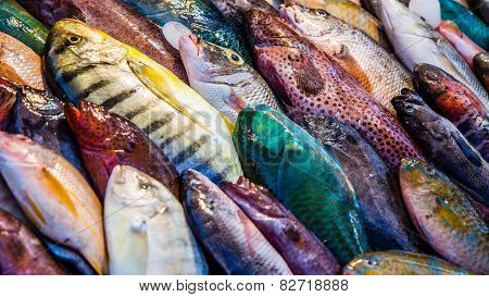 Fish