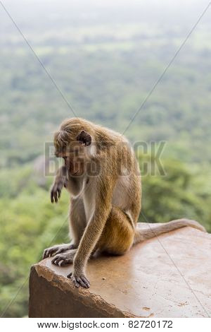 Toque Macaque