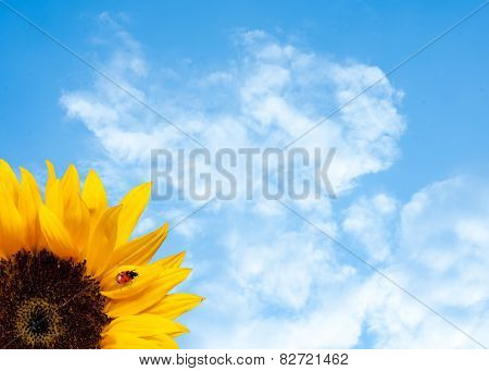 Sunflower With Ladybird