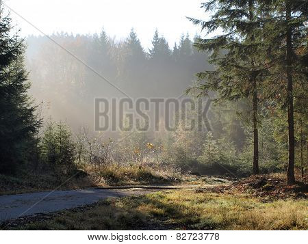 View Of The Forest Landscape