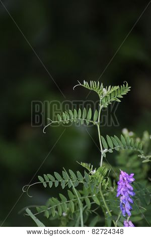 Bird Vetch Leaves