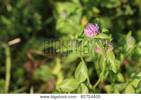 Red Clover