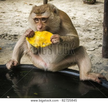 Monkey On The Thailand Beach