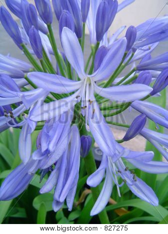 Agapanthus