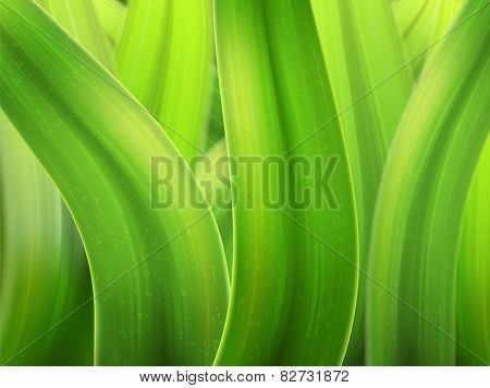 Grass Macro Background