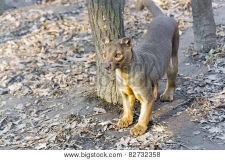 Fossa (cryptoprocta Ferox)