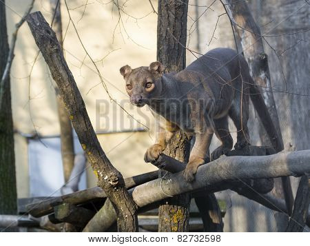 Fossa (cryptoprocta Ferox)