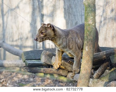Fossa (cryptoprocta Ferox)