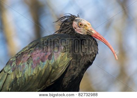 Northern Bald Ibis (geronticus Eremita)