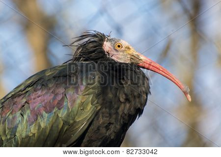 Northern Bald Ibis (geronticus Eremita)