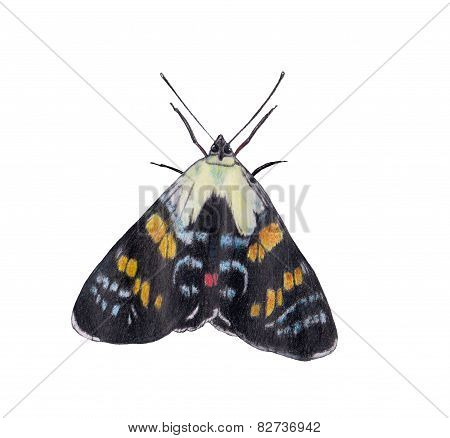 butterfly painting