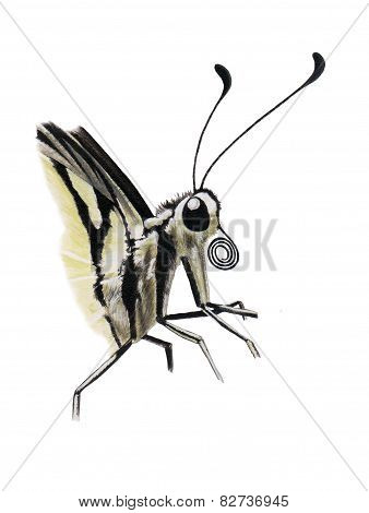 butterfly head