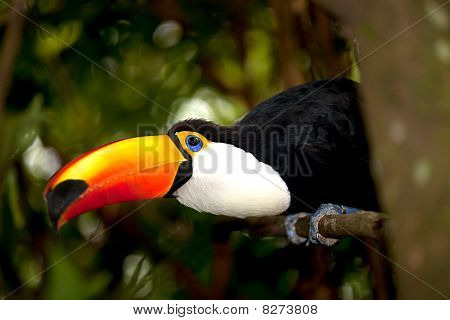 Tukan wielki w głębokim (Ramphastos toco) na tle stosowania