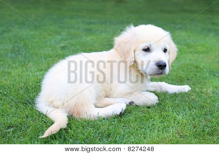 Golden Retiever pentu