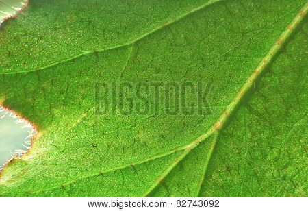 Big Green Leaf