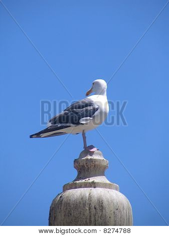 a madár a thr tetején