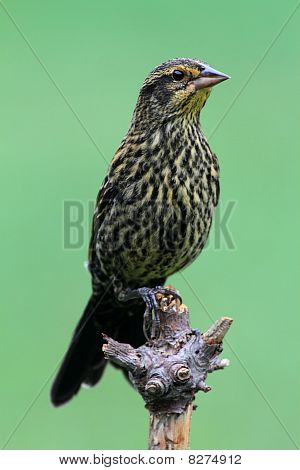 สีแดง– winged Blackbird