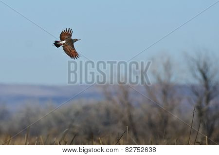 Northern Flicker Flying Over The Marsh