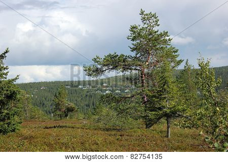Kungsleden