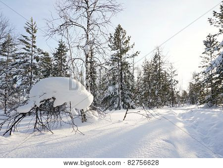 Winter Landscape