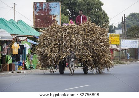 The Boys Transports Hay With A Donkey