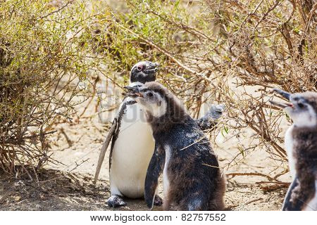 Magellanic Penguin (Spheniscus magellanicus) in Patagonia