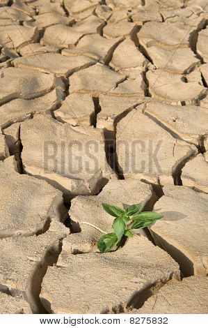 작은 공장에 금이 토양