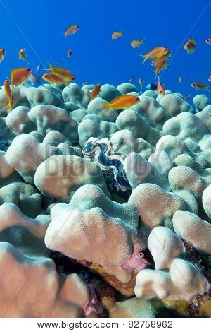 Coral Reef With Porites Corals , Blue Clam And Exotic Fishes Anthias