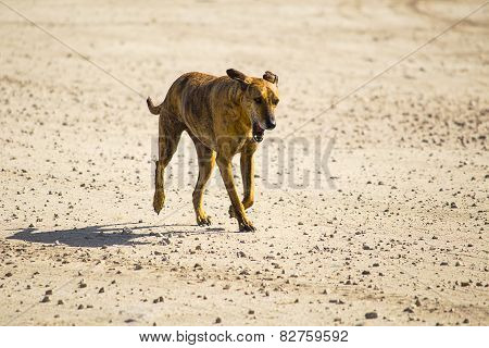 Dog walking on the beach