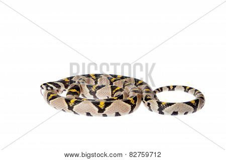 Mandarin Rat Snake isolated on white background.
