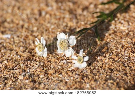 Sneezewort Blossoms