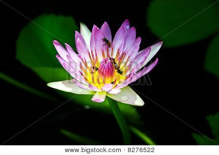 Lotus
