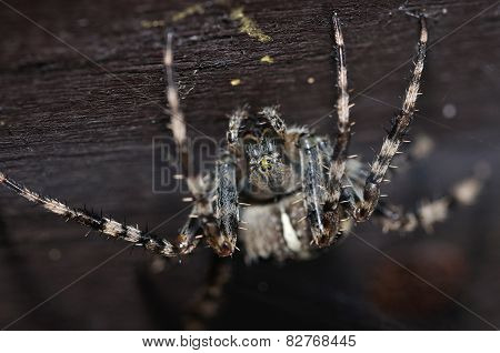 Cross Spider