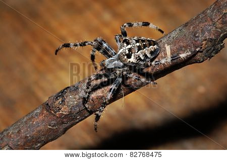 Cross Spider On Twig