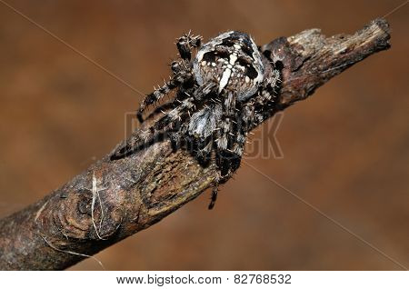 Cross Spider