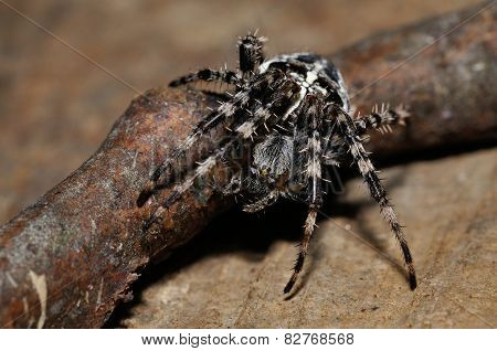 Cross Spider