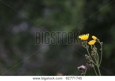 Marsh Sow-thistle